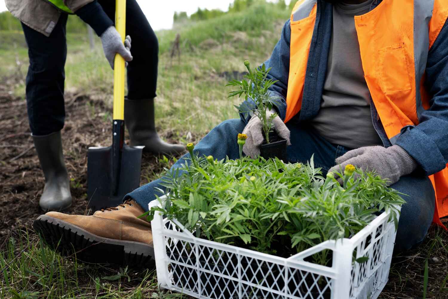 The Steps Involved in Our Tree Care Process in Mokena, IL